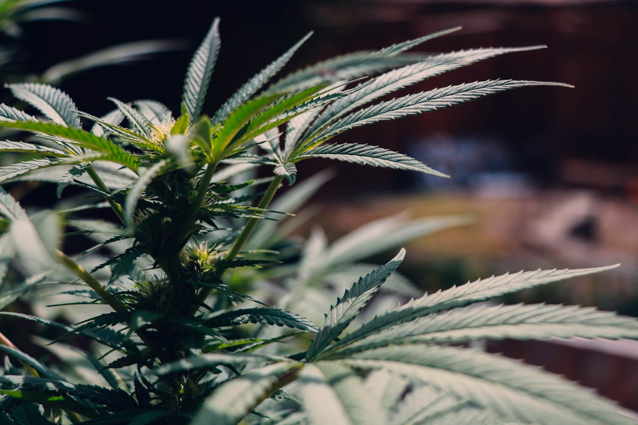 How Cannabis Culture Has Evolved: From Underground Movement to Mainstream Conversation